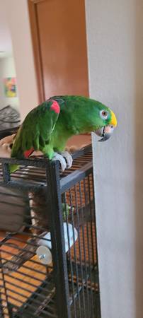 Yellow Crowned Amazon Parrot (Federal Way)556768574435512325