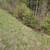 36 acres of woods for your recreation needs 2 thumbnail