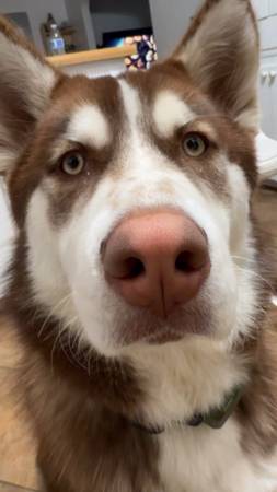 Husky marrón y blanco necesita un hogar! (Napa)63696453103107121