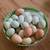Easter Egger & Barnyard Mix (Ameruacana, Maran etc) 4 thumbnail