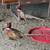 pheasants. 6 thumbnail