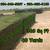 St Augustine Grass 3 thumbnail