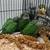 Black Cap Conures 5 thumbnail