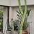 cactus plants live, in pots 2 thumbnail
