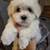 Maltese 4 thumbnail