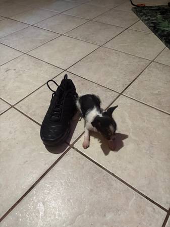 Chorkie64005647723906123