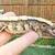 Geckos 16 thumbnail
