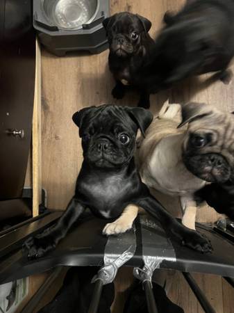 Pugs hembra necesitan hogar (Kennewick)63658134629377123