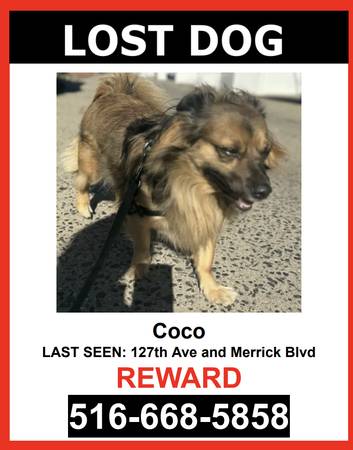 LOST PET - BROWN / BLACK MUZZLE / POMERANIAN / MALE - $$ Reward $$64279903806593120
