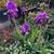 💜 Purple Bearded Iris 🪻 2 thumbnail