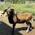 painted desert ram 2 thumbnail