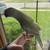 Rare Pastel Indian ringneck 1 thumbnail