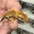 Crested Gecko Babies 3 thumbnail