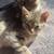 kittens 3 thumbnail