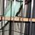 2 Indian Ringneck plus cage 2 thumbnail
