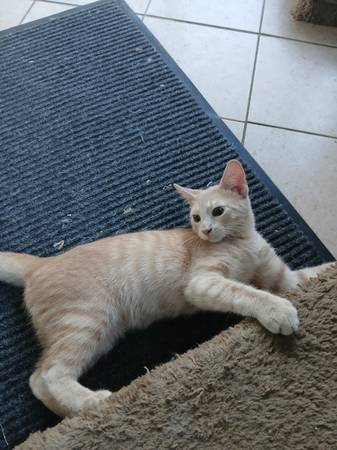 Fostered Male Kitten: Available for adoption to Loving family (Snellville)63922482337667121