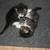 Free Tiny Kittens (5 Total) 9 thumbnail