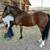 Bowie - 3yr Mustang, Ranch, Trail Ride or Show! 15 thumbnail