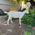 Lamancha/Saanen Doeling 3 thumbnail