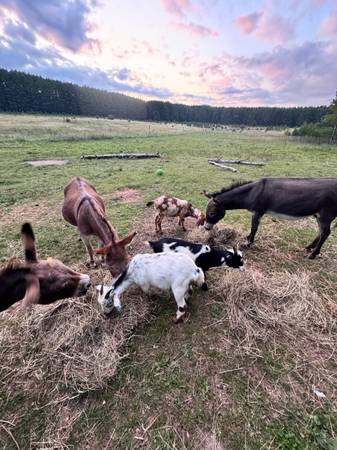 Mini donkeys, Shetland Pony, mini Nubian breeding pair 1