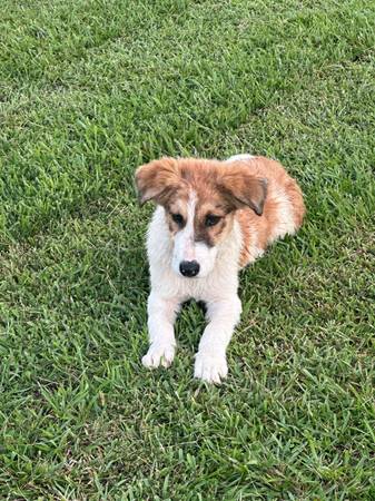 Cachorro de 3 meses, cruce entre un australiano y un gran pirineo63483242002177121