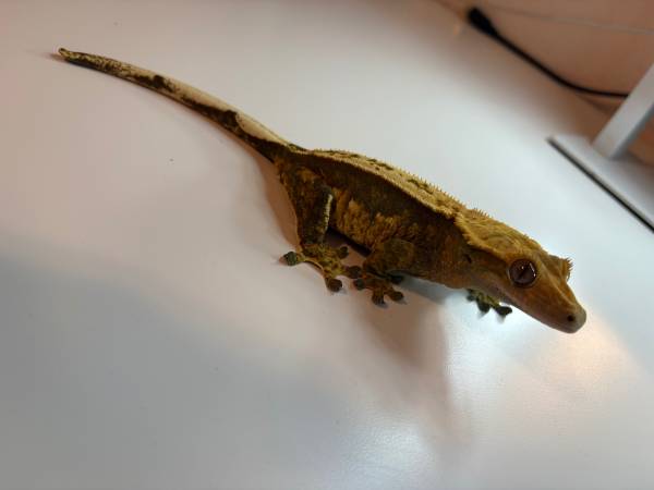 Rehoming Crested Gecko (Soledad)64009563316739122