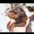 European doberman 1 thumbnail