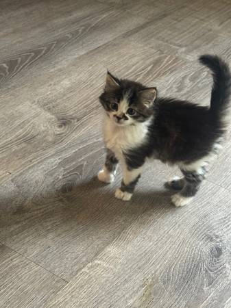 Kittens (Kent)63862434704513121