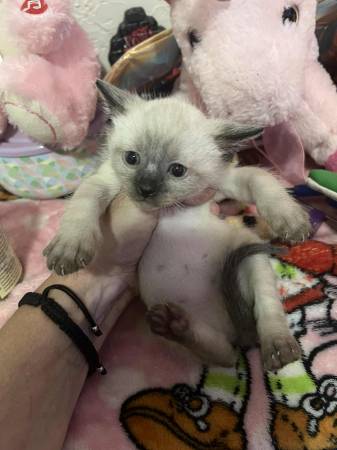 Silver Siamese kittens (Denver)63921243330050122