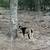 Nigerian dwarf goats 3 thumbnail