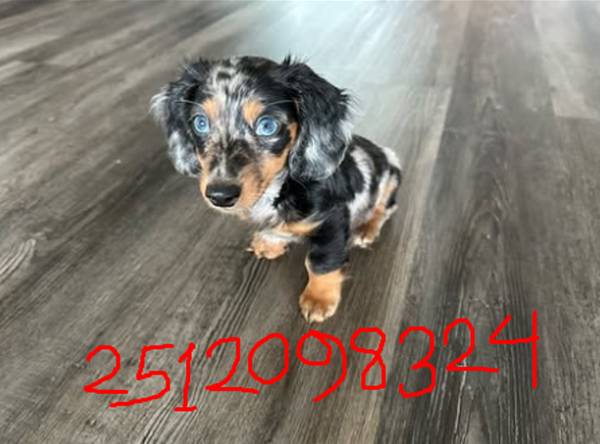 Cuteness Wrapped in Fur (North Park)63894603382019121