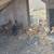Chickens 1 thumbnail