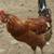 meat chickens young rooster 7 months  $10 3 thumbnail