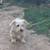 8 month Female Yorkie/Dachshund mix 1 thumbnail