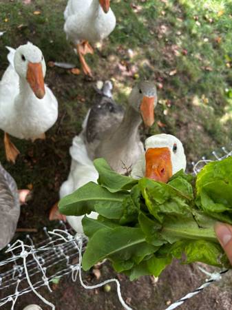 Pilgrim Geese Ganders 1