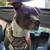 Red nosed Pit bull mix 16 thumbnail