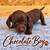 Miniature Dachshunds 5 thumbnail