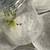 Sling jumping spiders 2 thumbnail