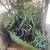 Assorted House Plants - All in Ceramic or Terracotta Pots 6 thumbnail