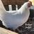Bresse Pullets 1 thumbnail