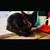 Kittens 5 thumbnail