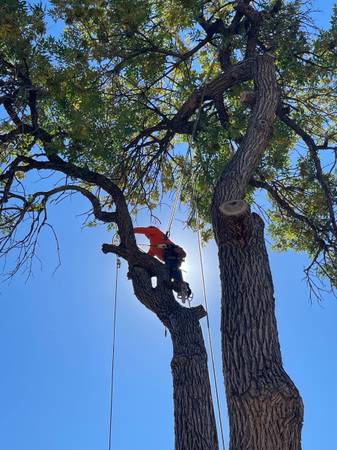 Alex's tree removel FREE ESTIMATE!!! 1