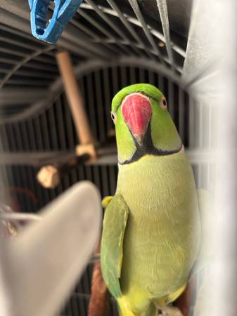 Indian ringneck (Sunnyvale)63861571623041120