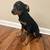 Doberman Mixed Puppy 2 thumbnail