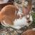 Rex mix rabbit 1 thumbnail