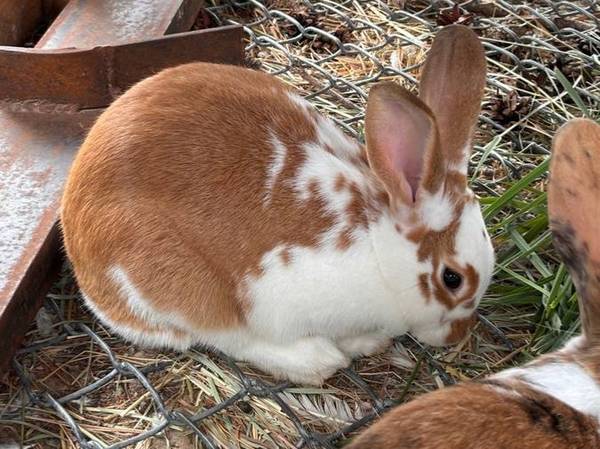Rex mix rabbit 1