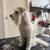 Dog Grooming 11 thumbnail