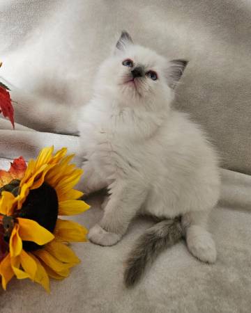 Ragdoll kittens (Sacramento)63848874939009121