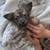 Fluffy puppies 2 thumbnail