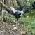 Gamefowl/roosters 10 thumbnail